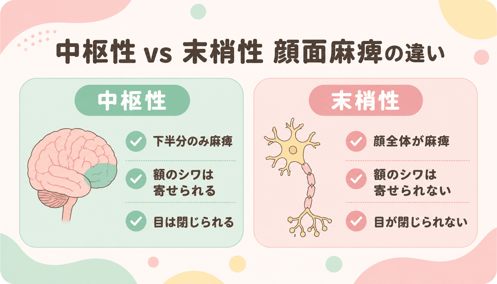 中枢性と末梢性の顔面神経麻痺の違い 比較図解